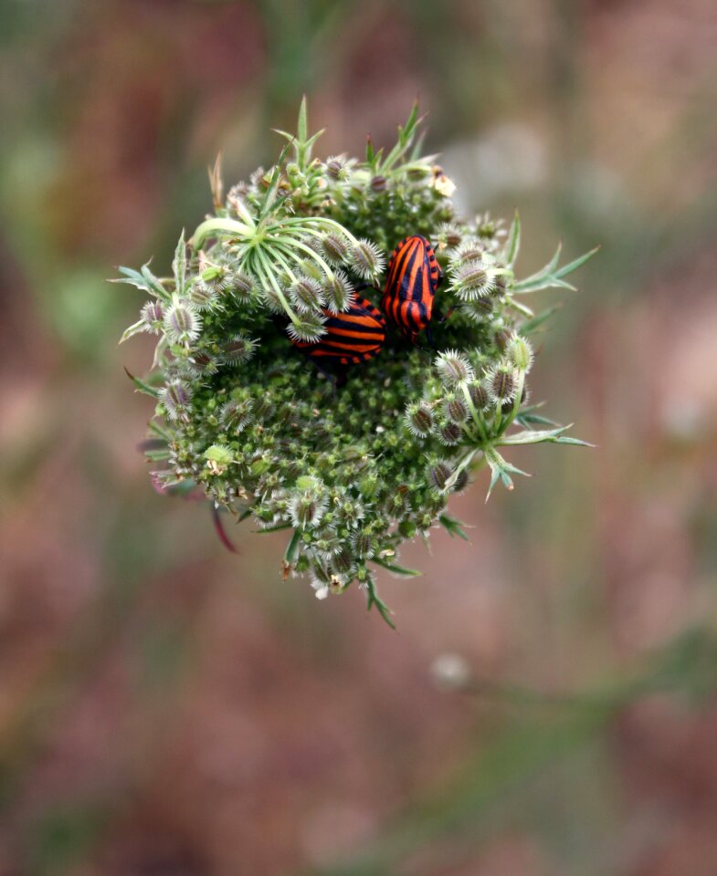 Insect nature outdoor