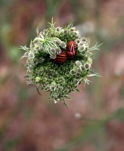 Insect nature outdoor