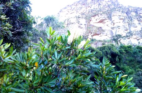 Cunonia capensis blossom with Table Mountain in background - Cape Town photo