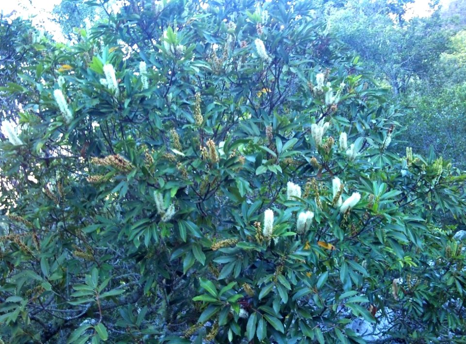Cunonia capensis - Newlands - Cape Town