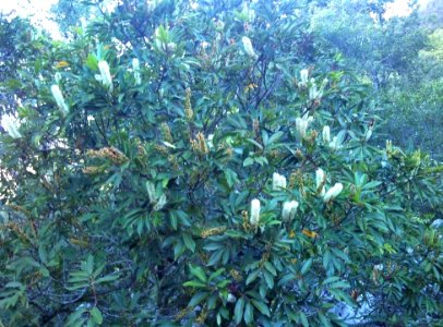 Cunonia capensis - Newlands - Cape Town