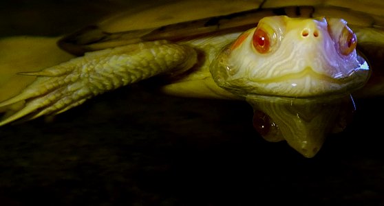 Cuora flavomarginata Genève 24102014 3