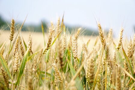 Summer cereals spike photo