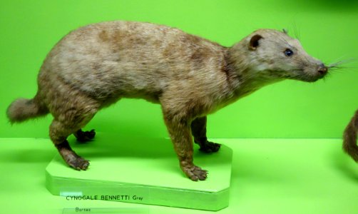Cynogale bennettii - Museo Civico di Storia Naturale Giacomo Doria - Genoa, Italy - DSC02714