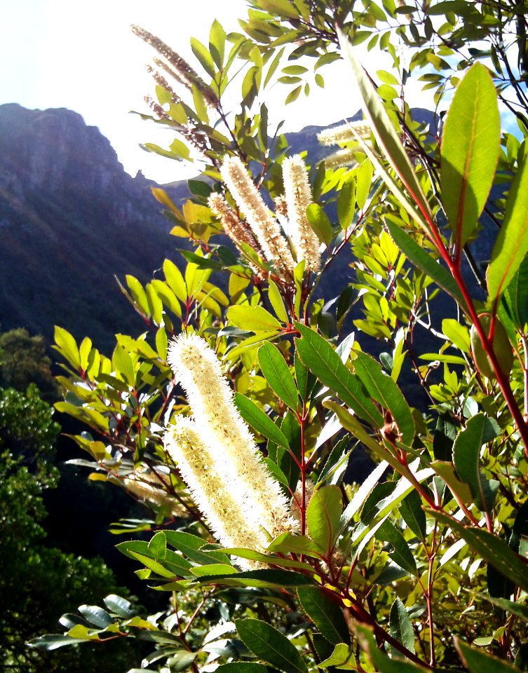 Cunonia capensis flowers on Devils Peak indigenous forest - Cape Town 3