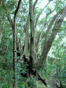 Cunonia capensis tree in Table Mountain indigenous forests