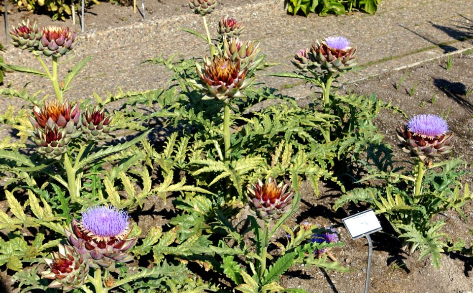 Cynara cardunculus - Bergianska trädgården - Stockholm, Sweden - DSC00303