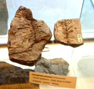 Cunninghamia miocenia fossil - Botanischer Garten, Dresden, Germany - DSC08489