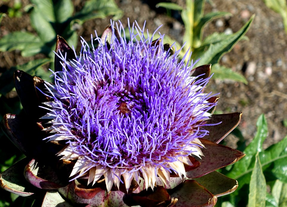 Cynara cardunculus - Bergianska trädgården - Stockholm, Sweden - DSC00304