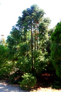 Cunninghamia lanceolata - Stanley M. Rowe Arboretum - DSC03325