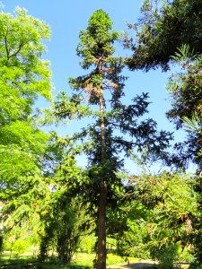 Cunninghamia lanceolata - Botanical Garden, University of Frankfurt - DSC02437