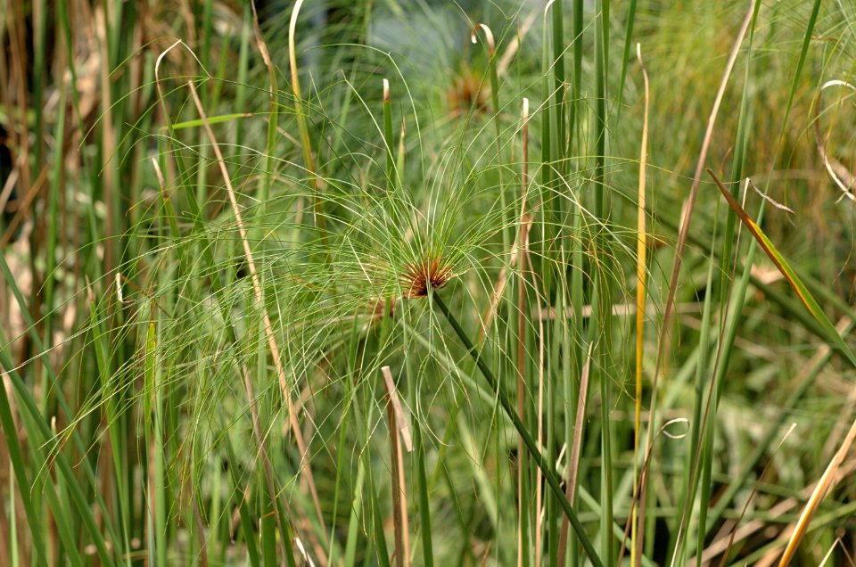 Cyperus-papyrus-20070216-008