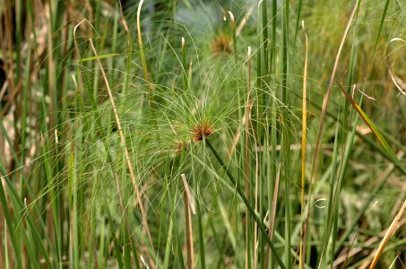 Cyperus-papyrus-20070216-008