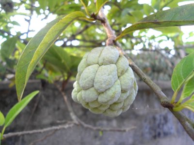 Custard apple tree in Hainan - 03