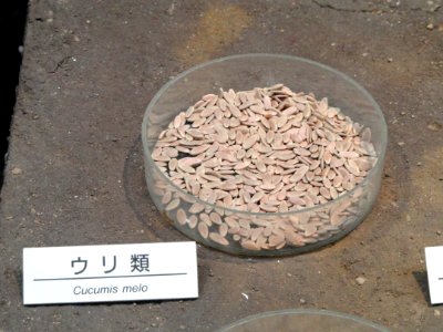 Cucumis melo - Osaka Museum of Natural History - DSC07734