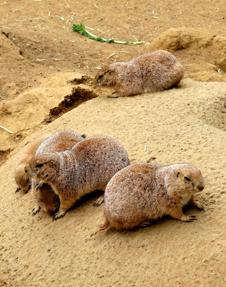 Cynomys ludovicianus - San Francisco Zoo - San Francisco, CA - DSC03443