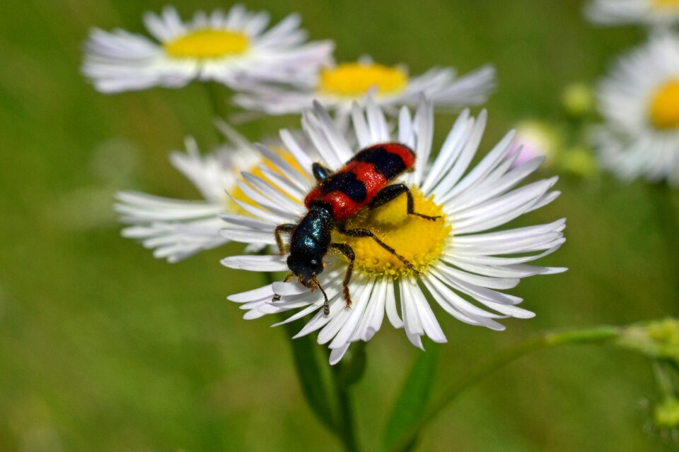 Immenwolf bee wolf common bee beetle