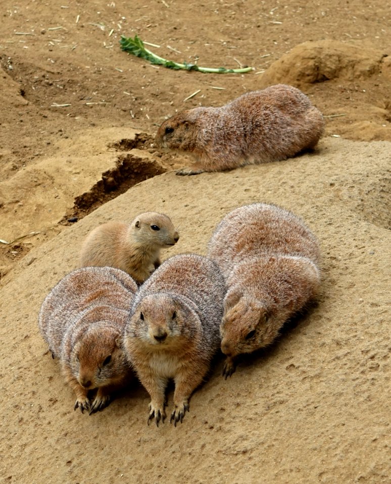 Cynomys ludovicianus - San Francisco Zoo - San Francisco, CA - DSC03446