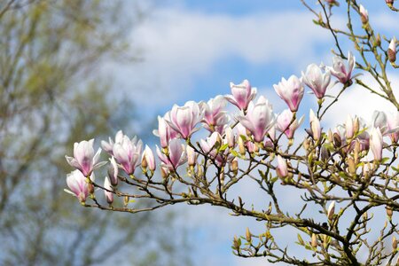 Tree garden natural photo