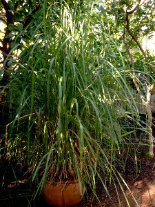 Cymbopogon flexuosus, Phipps Conservatory, 2015-10-10, 01