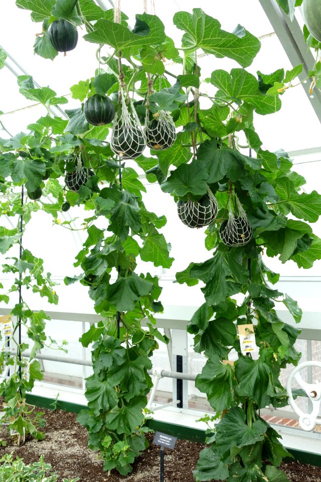 Cucumis melo 'Noir des Carmes' - Longwood Gardens - DSC01164