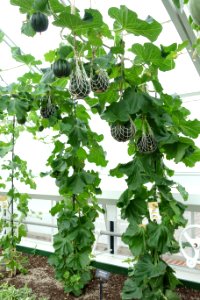 Cucumis melo 'Noir des Carmes' - Longwood Gardens - DSC01164