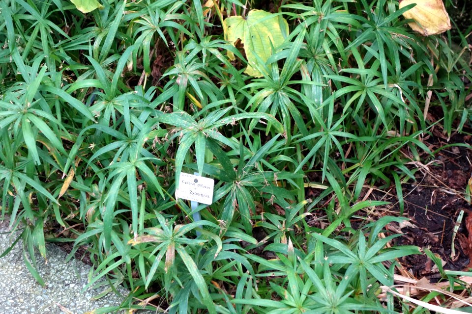 Cyperus diffusus - Botanischer Garten, Dresden, Germany - DSC08594