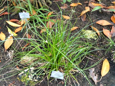 Cyperus entrerianus - Copenhagen Botanical Garden - DSC07956