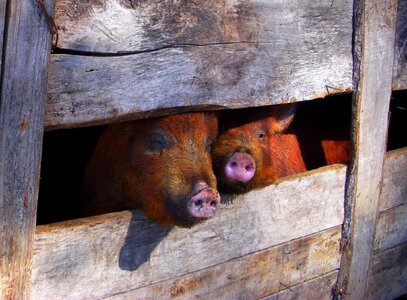 Animal livestock hog photo