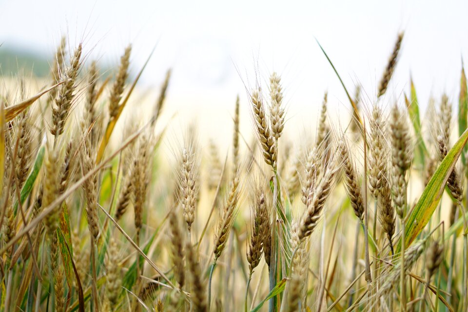 Summer cereals spike