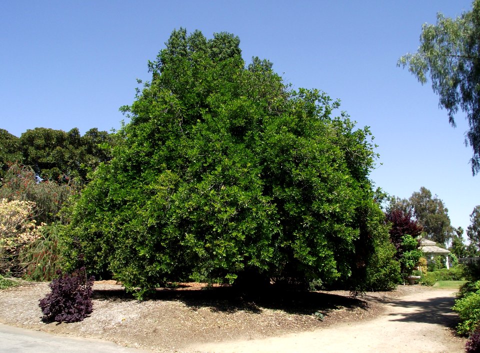 Cupaniopsis anacardioides