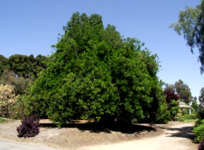 Cupaniopsis anacardioides