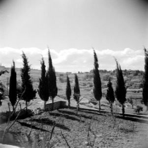 Cypressen buiten de stadsmuur van Jeruzalem, Bestanddeelnr 255-5143 photo