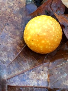 Cynips quercusfolii 107721850