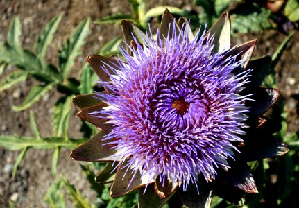Cynara cardunculus - Bergianska trädgården - Stockholm, Sweden - DSC00306