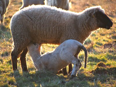 Birth wool easter