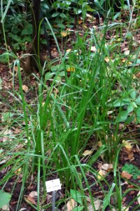 Cyperus textilis - Botanischer Garten, Dresden, Germany - DSC08523