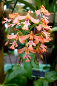 Cynorkis gibbosa - Conservatory of Flowers - San Francisco, CA - DSC03229