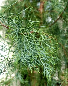 Cupressus torulosa (Cupressus austrotibetica) - Lyman Plant House, Smith College - DSC01958