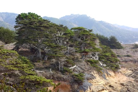 Cupressus macrocarpa - Point Lobos State Reserve - DSC07114