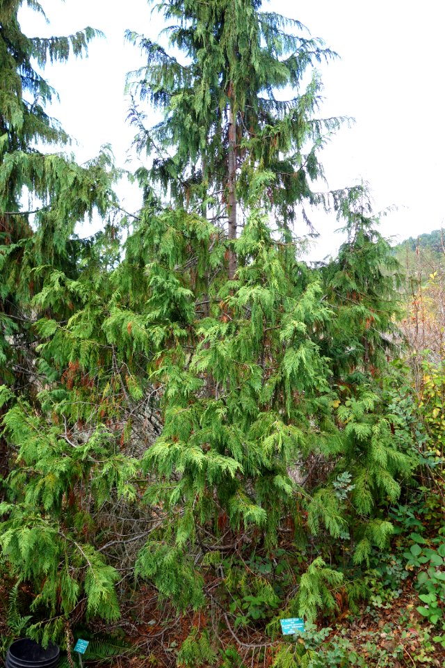 Cupressus nootkatensis (Callitropsis nootkatensis) - Regional Parks Botanic Garden, Berkeley, CA - DSC04291