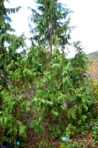 Cupressus nootkatensis (Callitropsis nootkatensis) - Regional Parks Botanic Garden, Berkeley, CA - DSC04291
