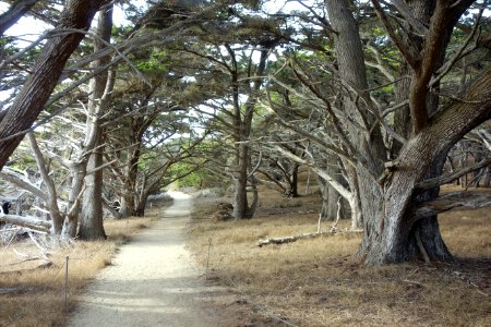 Cupressus macrocarpa path - Point Lobos State Reserve - DSC07102