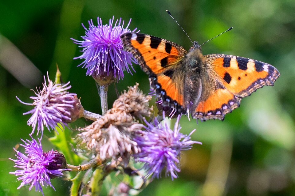 Thistle flower nature
