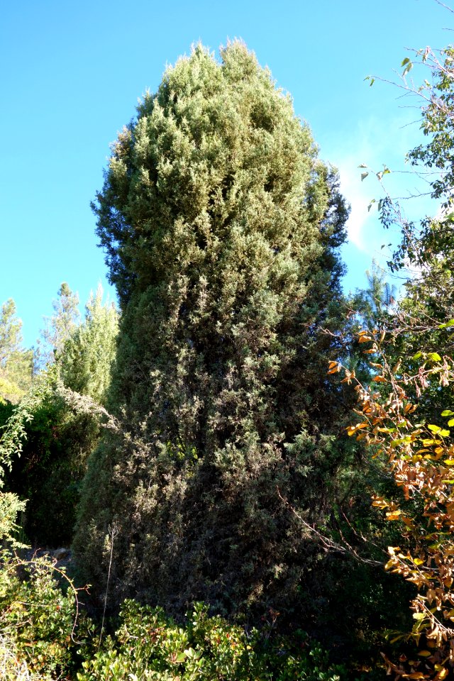 Cupressus gigantea - Quarryhill Botanical Garden - DSC03577