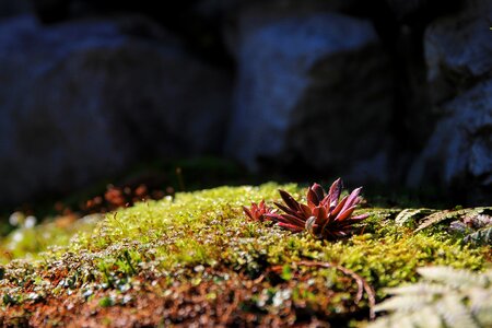 Plant colors nature