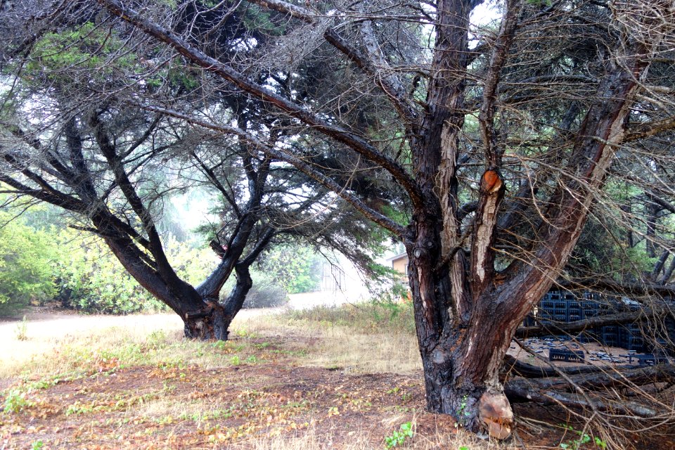 Cupressus goveniana var. abramsiana (Cupressus abramsiana) - UC Santa Cruz Arboretum - DSC07428