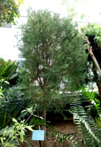 Cupressus dupreziana - Lyman Plant House, Smith College - DSC02064