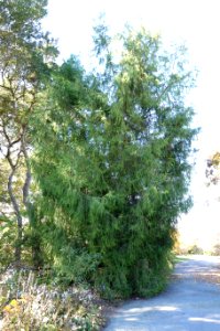 Cupressus funebris - Quarryhill Botanical Garden - DSC03692