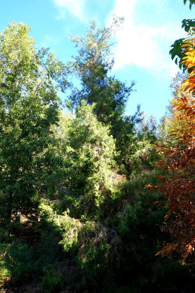 Cupressus chengiana - Quarryhill Botanical Garden - DSC03571